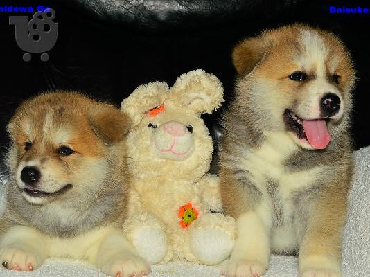 Akita Inu κουτάβια προς πώληση